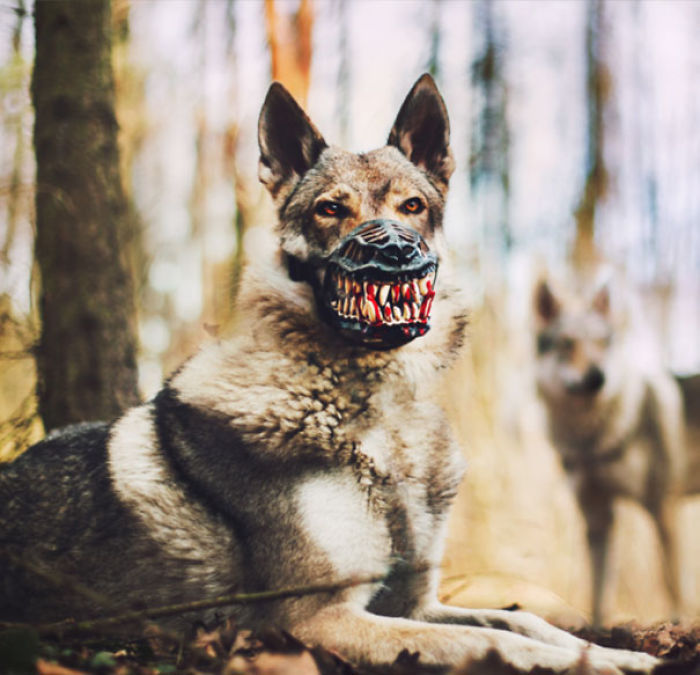 Scary-Dog-Muzzle-Werewolf