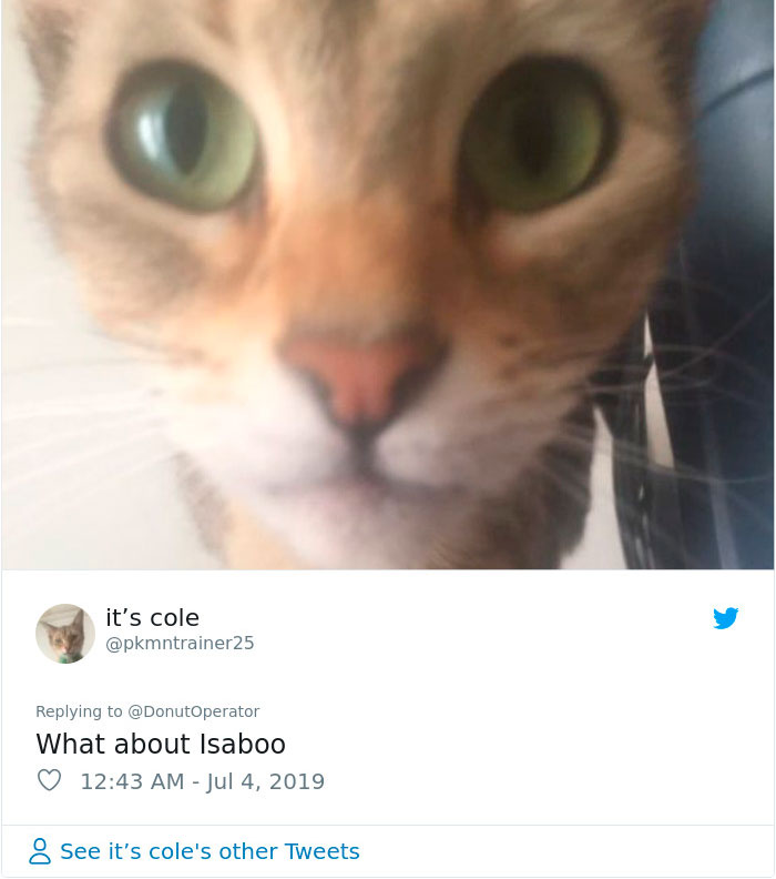 Sending-Cute-Cat-Pics-Trick