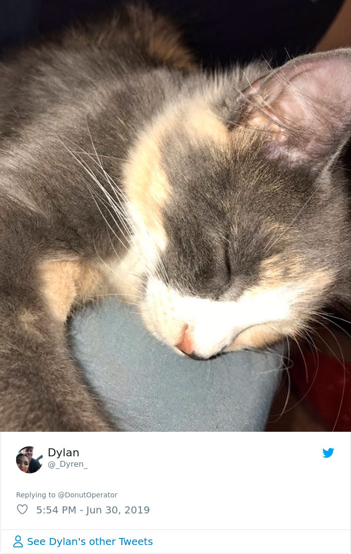 Sending-Cute-Cat-Pics-Trick