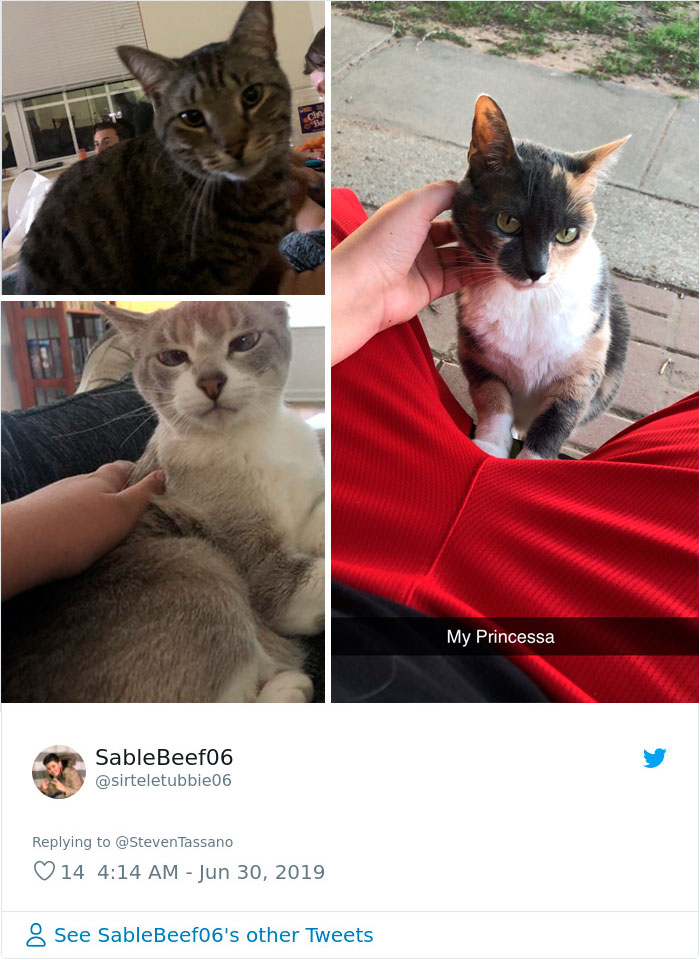 Sending-Cute-Cat-Pics-Trick