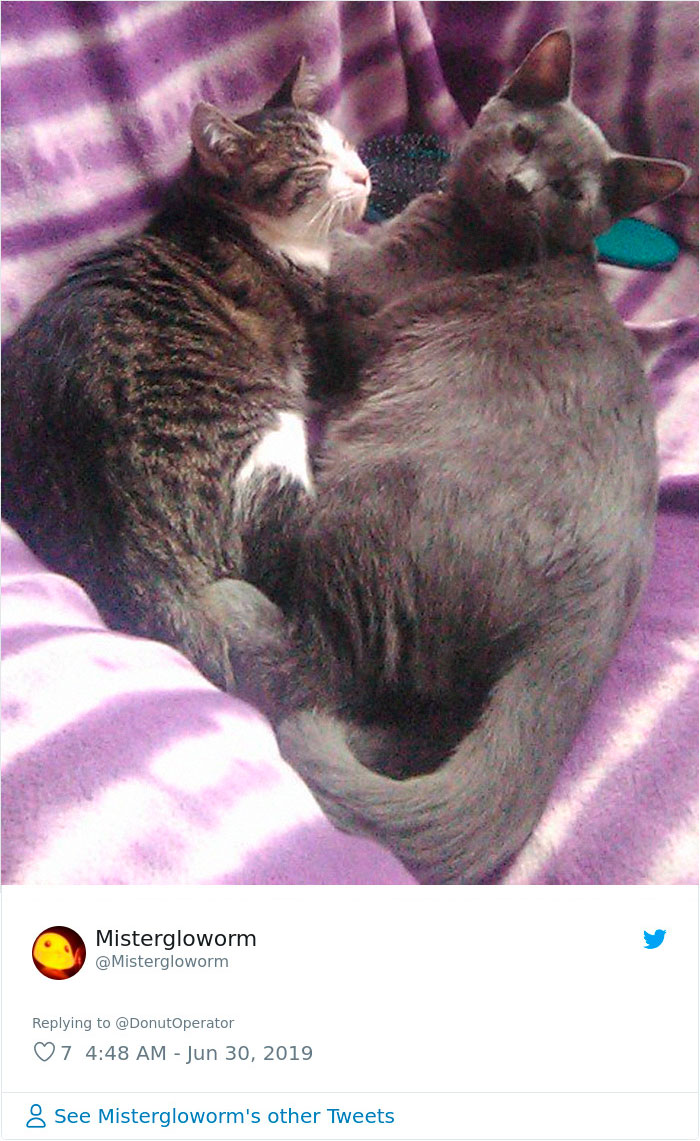 Sending-Cute-Cat-Pics-Trick