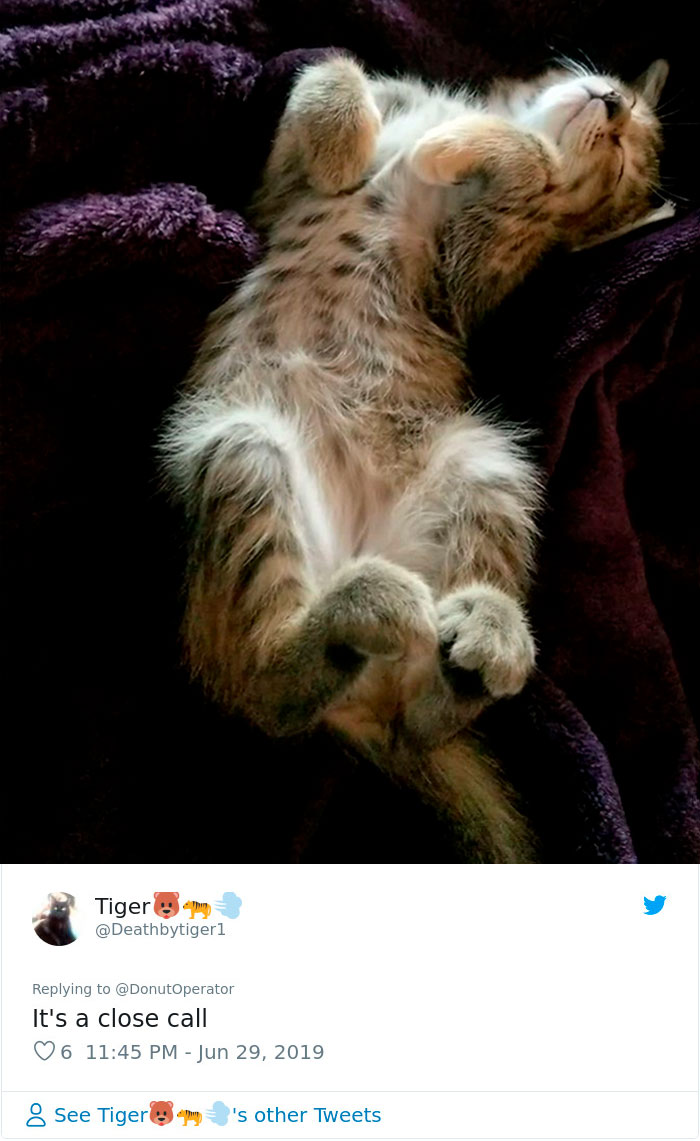 Sending-Cute-Cat-Pics-Trick