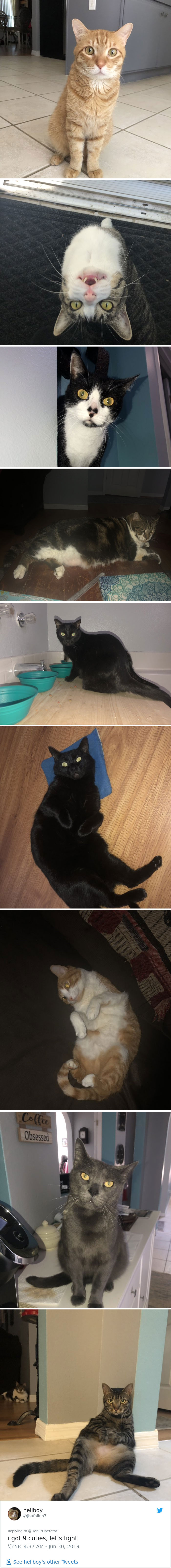 Sending-Cute-Cat-Pics-Trick