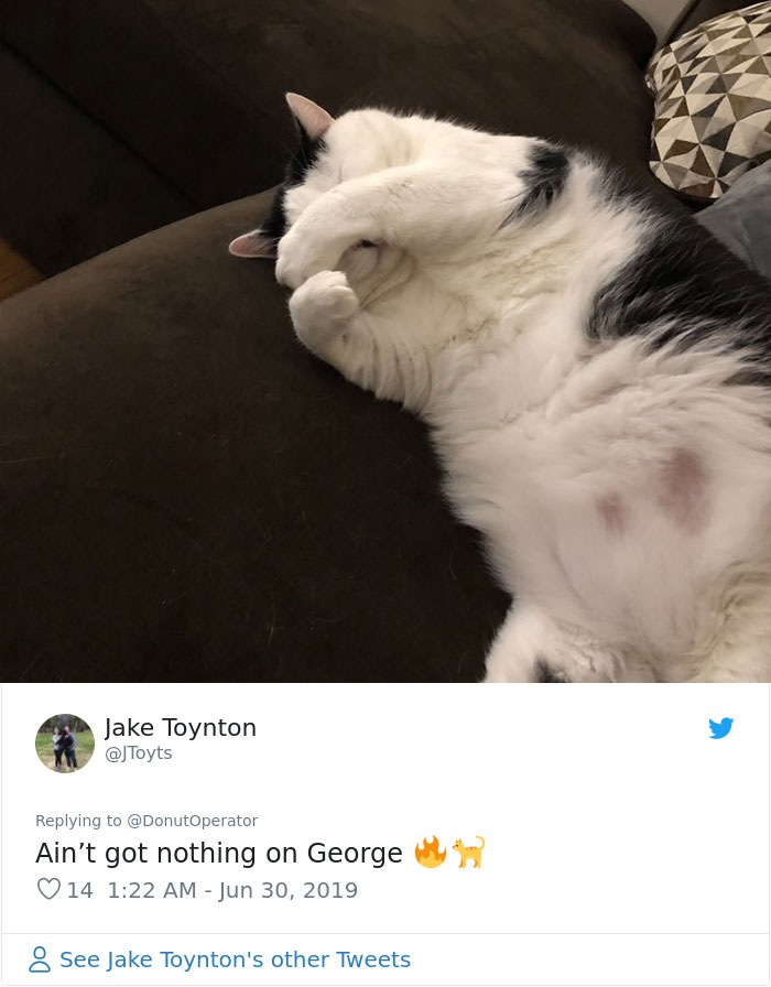 Sending-Cute-Cat-Pics-Trick