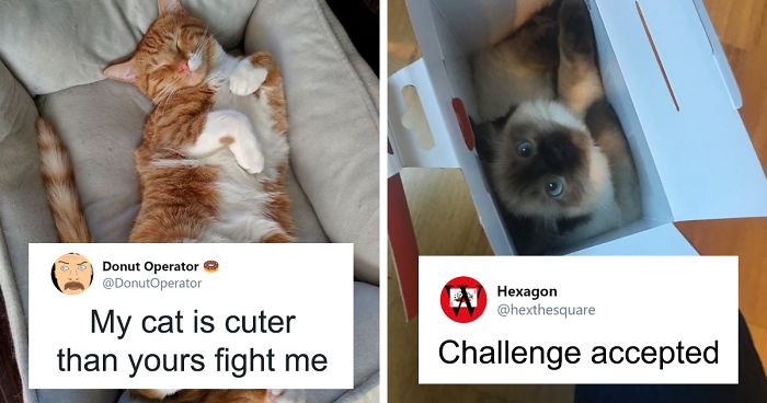 Guy “Tricks” People Into Sending Them Cute Cat Pics