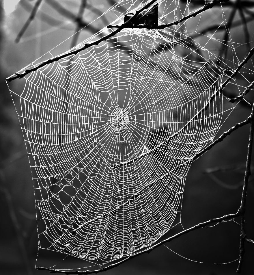 I Create Photography With What I Find In My Yard.