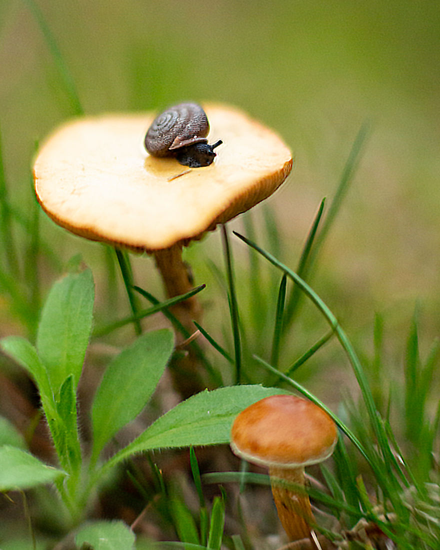 I Create Photography With What I Find In My Yard.