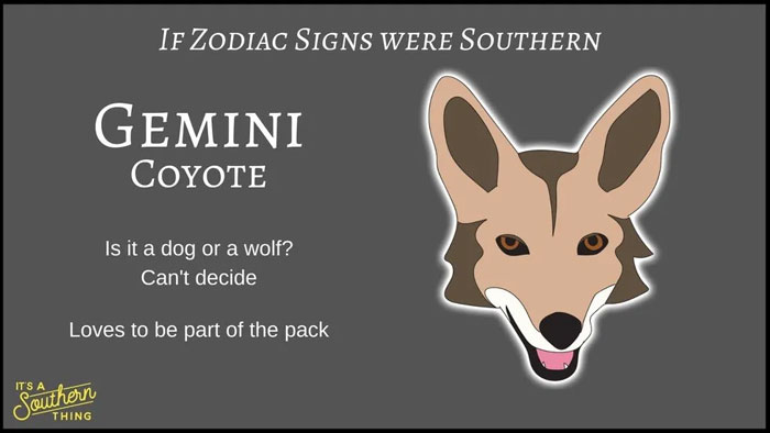 Illustration of Gemini as a Southern zodiac sign coyote, with humorous description about its nature and pack behavior.