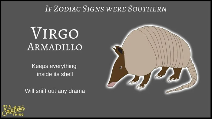 Virgo southern zodiac sign represented by an armadillo with traits of keeping inside shell and sniffing out drama