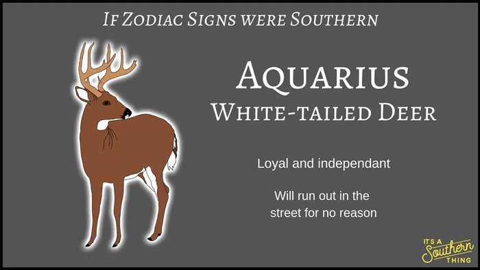 Southern version of zodiac signs showing Aquarius as a loyal and independent white-tailed deer with funny traits.