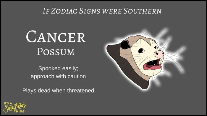 Southern zodiac sign Cancer depicted as a spooked possum that plays dead when threatened with caution advised.