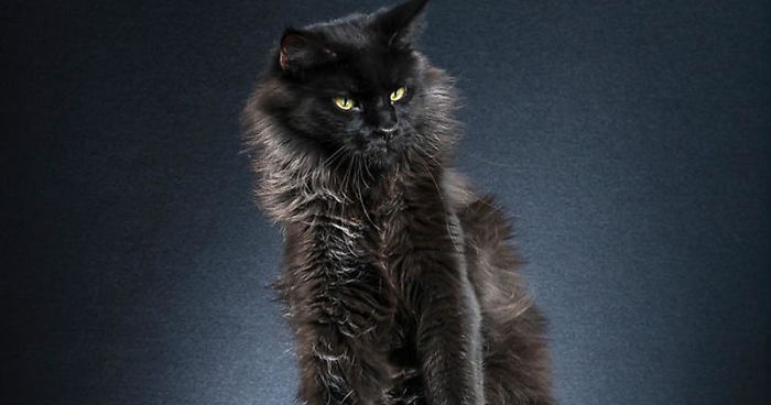 Photo Series About Standing Cats That I Made After Observing My Own Cat’s Movements (35 Pics)