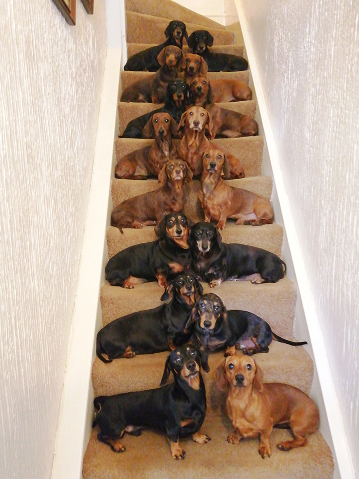 This Teenager Got A Perfect Shot Of His 16 Dachshunds After A Friend Told Him It's Impawsible This Teenager Got A Perfect Shot Of His 16 Dachshunds After A Friend Told Him It's Impawsible