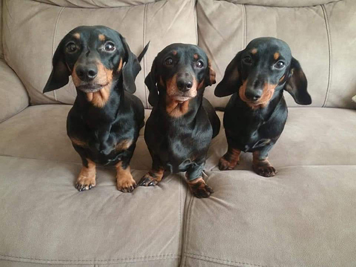 This Teenager Got A Perfect Shot Of His 16 Dachshunds After A Friend Told Him It's Impawsible This Teenager Got A Perfect Shot Of His 16 Dachshunds After A Friend Told Him It's Impawsible