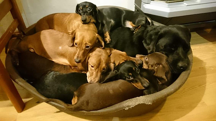 This Teenager Got A Perfect Shot Of His 16 Dachshunds After A Friend Told Him It's Impawsible This Teenager Got A Perfect Shot Of His 16 Dachshunds After A Friend Told Him It's Impawsible