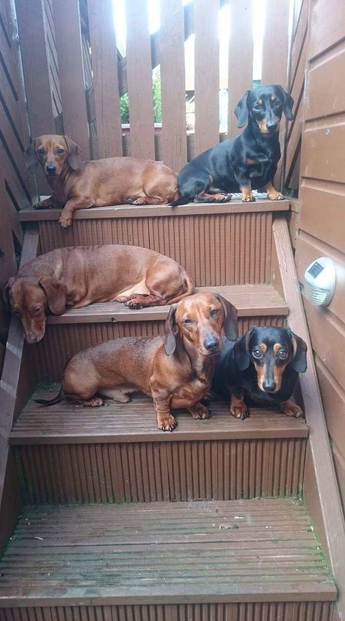 This Teenager Got A Perfect Shot Of His 16 Dachshunds After A Friend Told Him It's Impawsible This Teenager Got A Perfect Shot Of His 16 Dachshunds After A Friend Told Him It's Impawsible