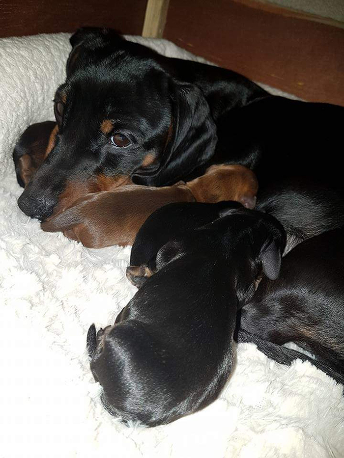 This Teenager Got A Perfect Shot Of His 16 Dachshunds After A Friend Told Him It's Impawsible This Teenager Got A Perfect Shot Of His 16 Dachshunds After A Friend Told Him It's Impawsible