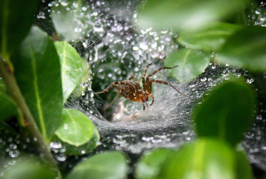 I Create Photography With What I Find In My Yard. I Create Photography With What I Find In My Yard.