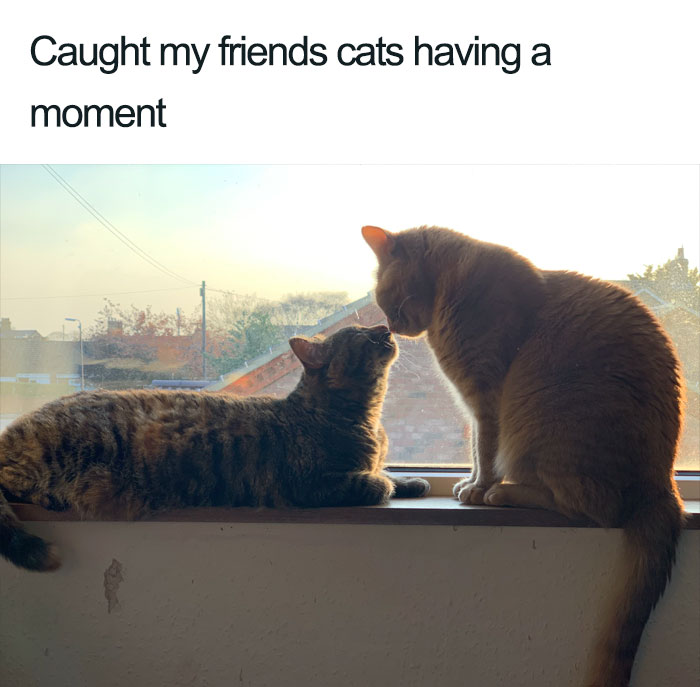 Wholesome-Cat-Posts