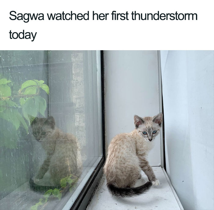 Wholesome-Cat-Posts