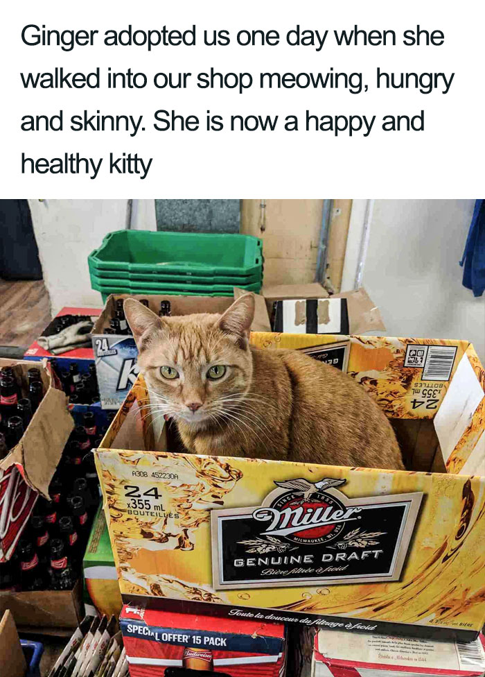 Wholesome-Cat-Posts
