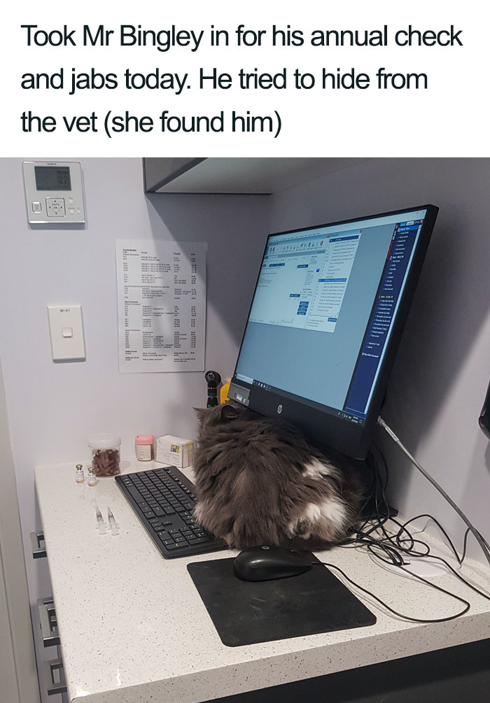 Wholesome-Cat-Posts