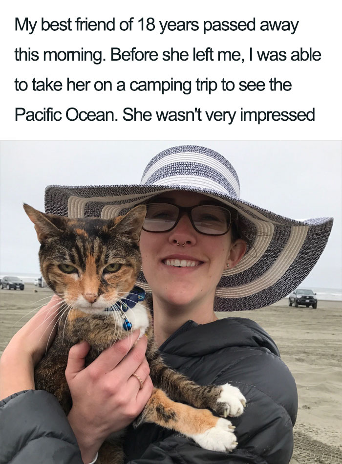 Wholesome-Cat-Posts