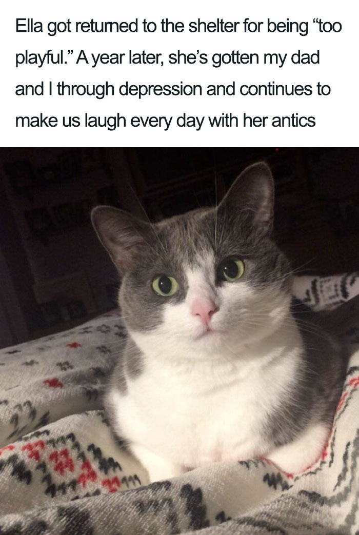 Wholesome-Cat-Posts