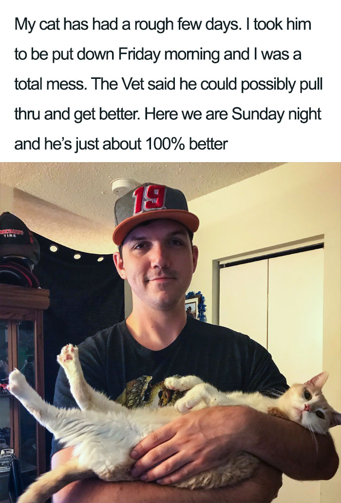 Wholesome-Cat-Posts