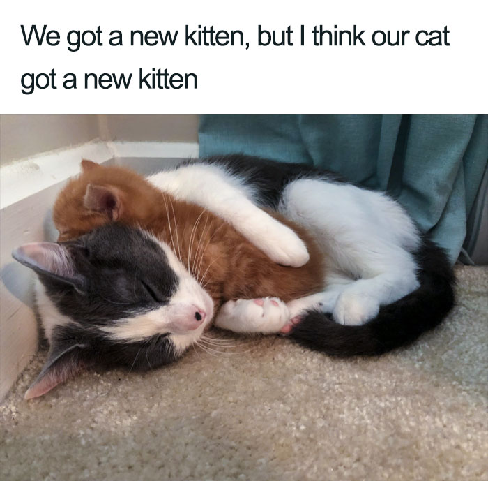 Wholesome-Cat-Posts