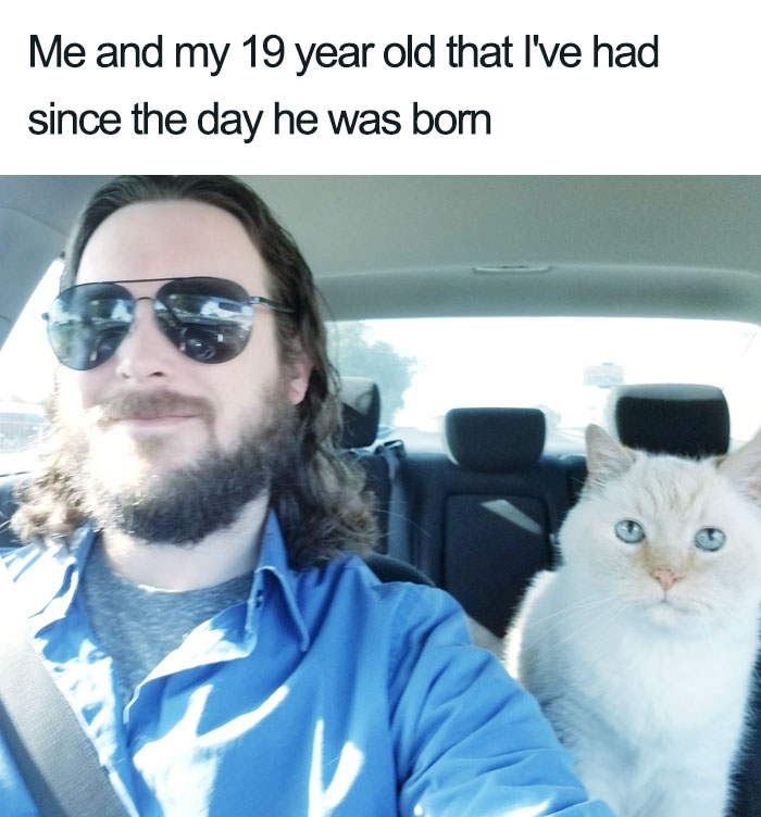 Wholesome-Cat-Posts