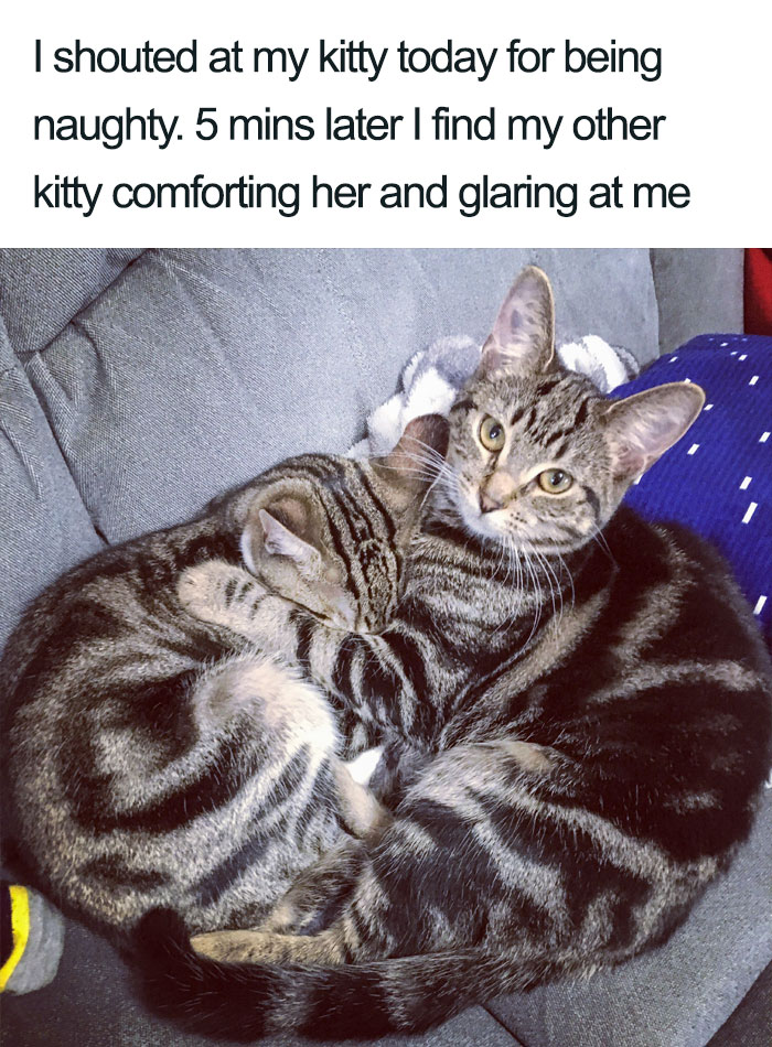 Wholesome-Cat-Posts