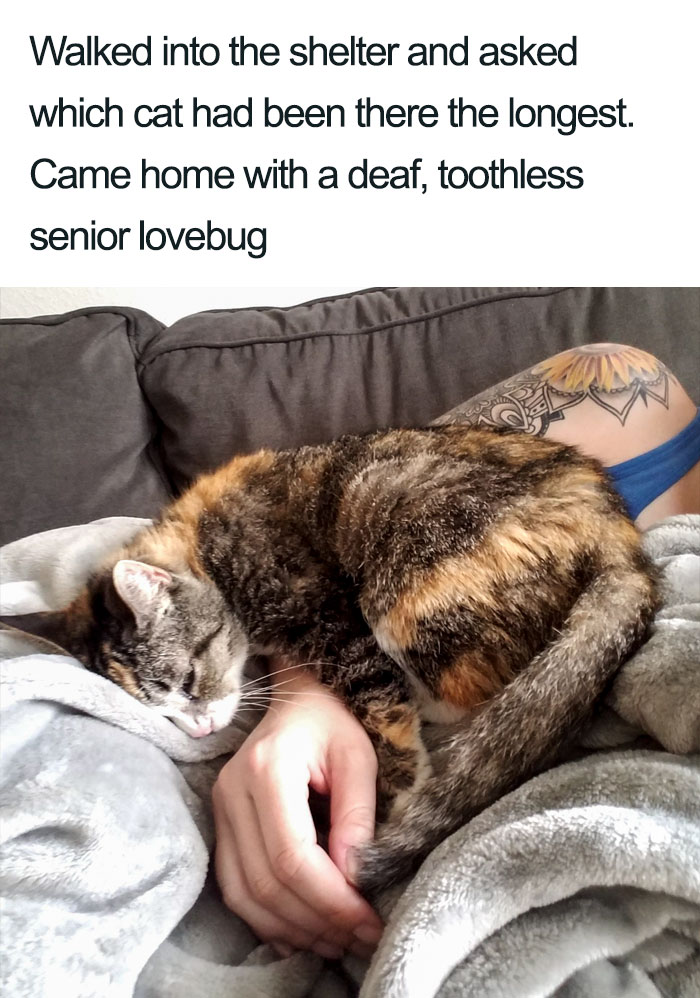 Wholesome-Cat-Posts