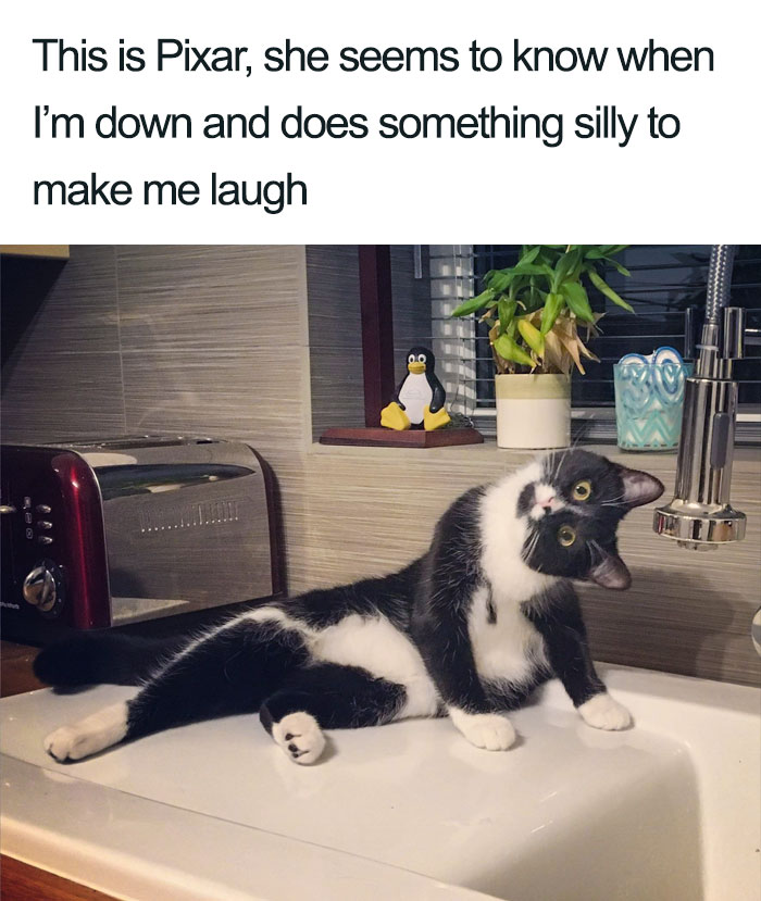 Wholesome-Cat-Posts