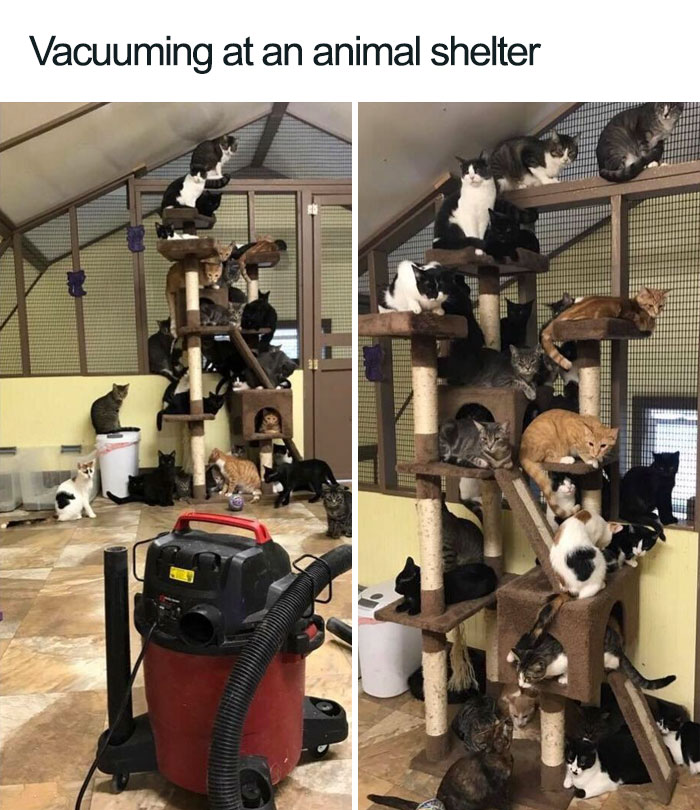 Wholesome-Cat-Posts