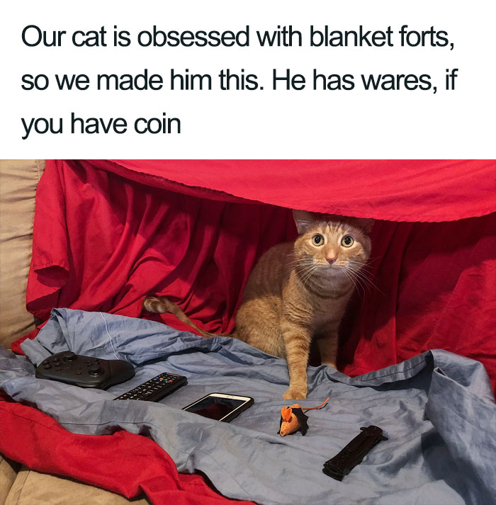 Wholesome-Cat-Posts