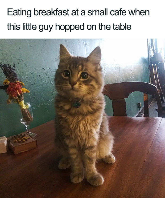 Wholesome-Cat-Posts
