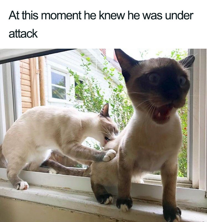 Wholesome-Cat-Posts