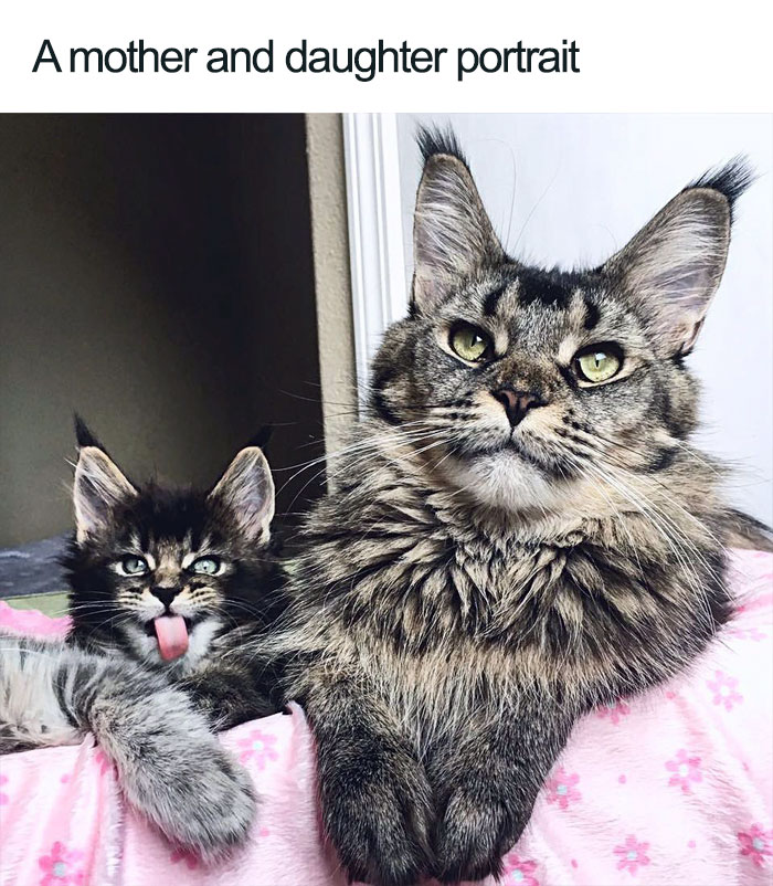 Wholesome-Cat-Posts