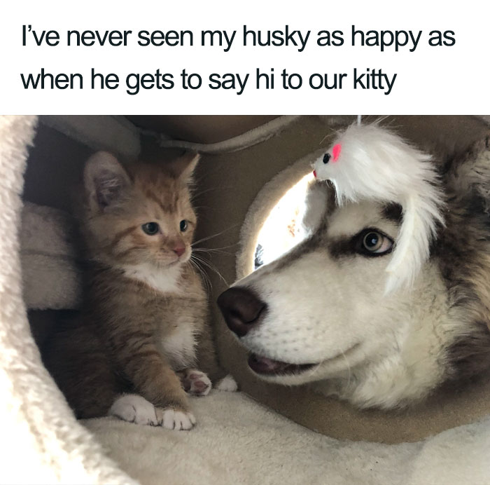 Wholesome-Cat-Posts