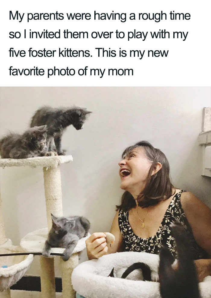 Wholesome-Cat-Posts