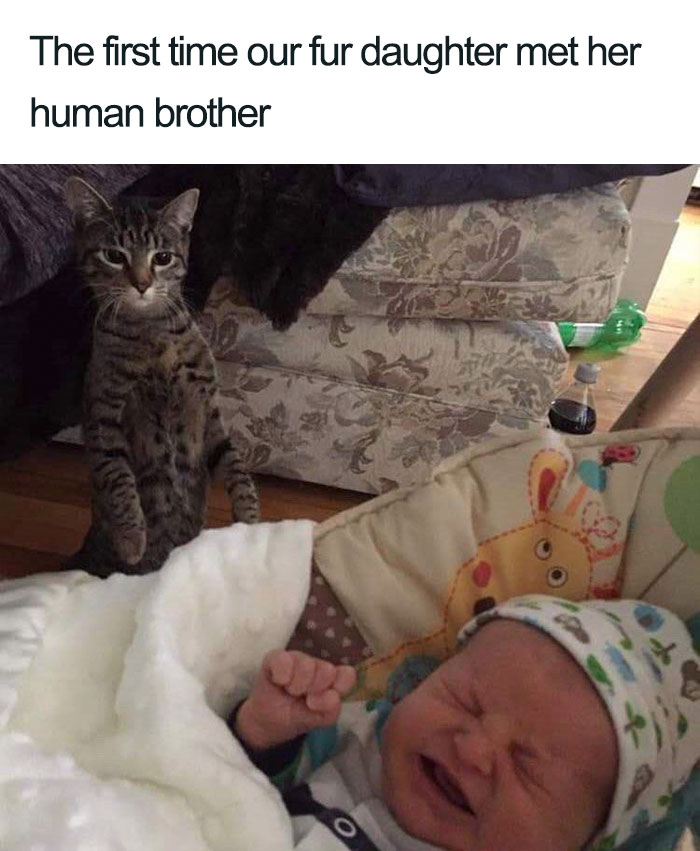 Wholesome-Cat-Posts