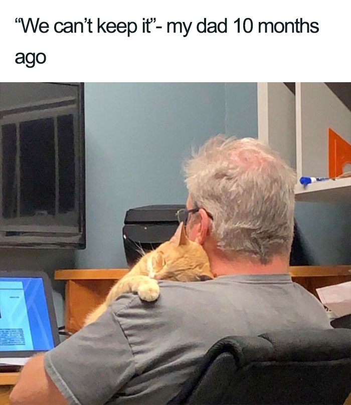 Wholesome-Cat-Posts