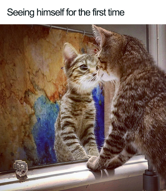 Wholesome-Cat-Posts