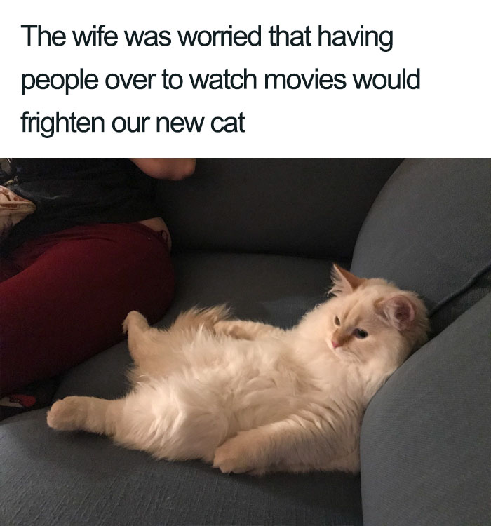 Wholesome-Cat-Posts