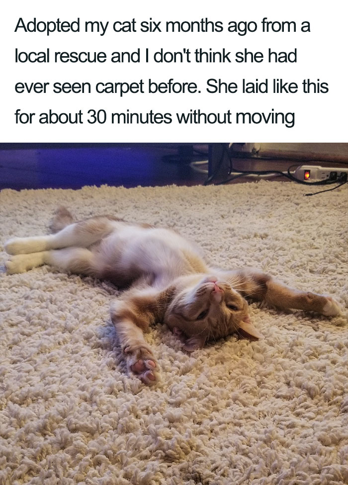 Wholesome-Cat-Posts