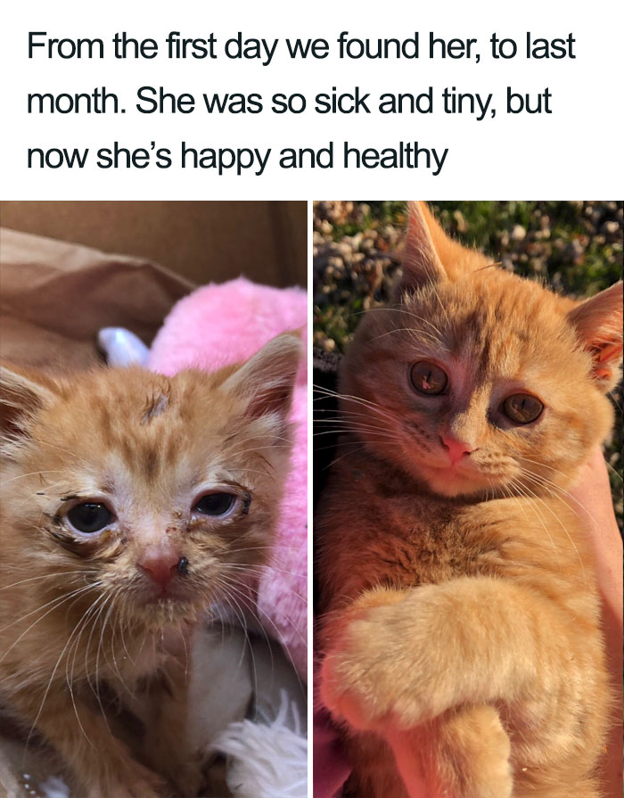 Wholesome-Cat-Posts