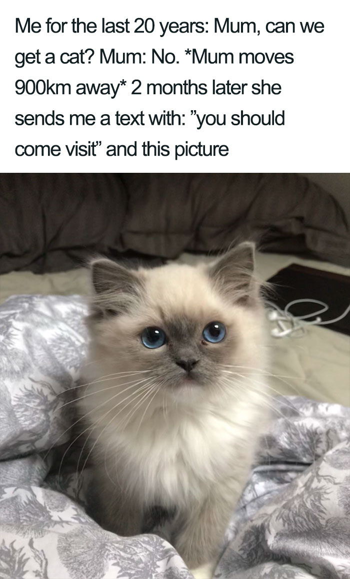 Wholesome-Cat-Posts
