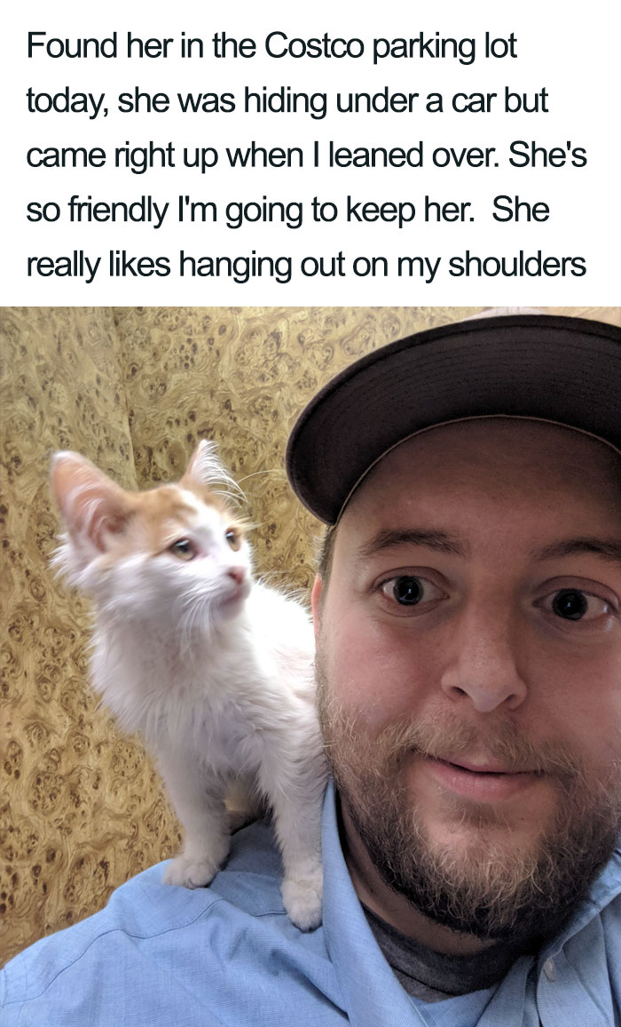 Wholesome-Cat-Posts