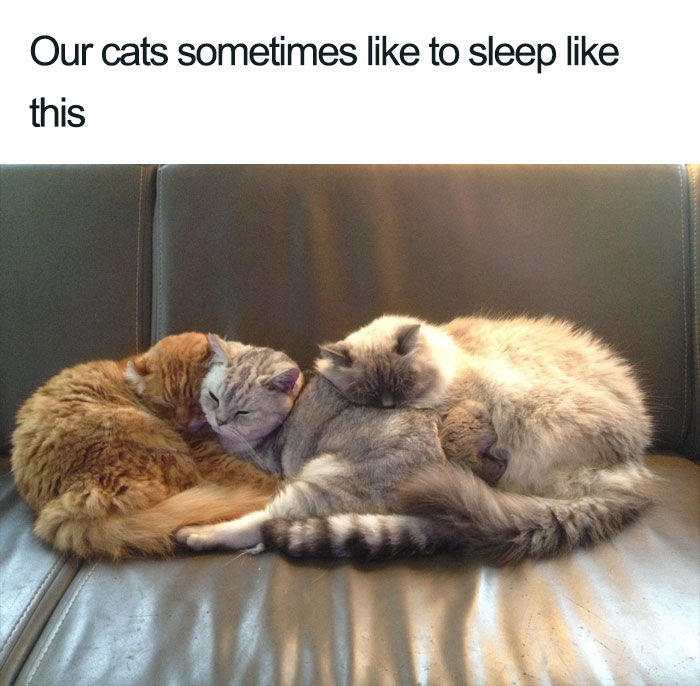 Wholesome-Cat-Posts
